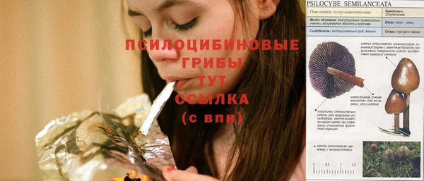 хмурый Аркадак