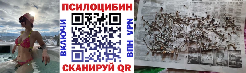 Купить где Сасово Галлюциногенные грибы Psilocybe